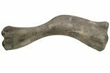 Fossil Hadrosaur (Maiasaura) Left Humerus Bone - Montana #214275-1